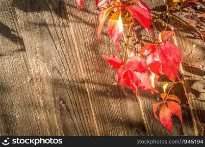 closeup of red virginia creeper leaves against a wooden fencing