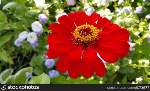 Closeup of red Zinnia flower in full bloom