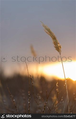 Closeup of reeds at sunset, Riverton, Hecla Grindstone Provincial Park, Manitoba, Canada