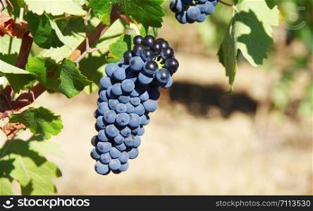 closeup of ripe grapes in vineyard
