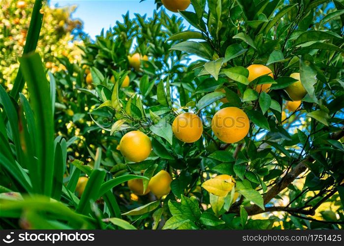 Closeup of ripe mandarins on tree