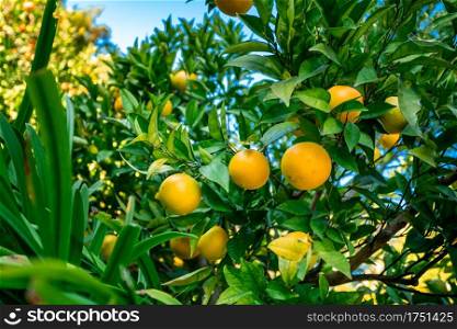 Closeup of ripe mandarins on tree