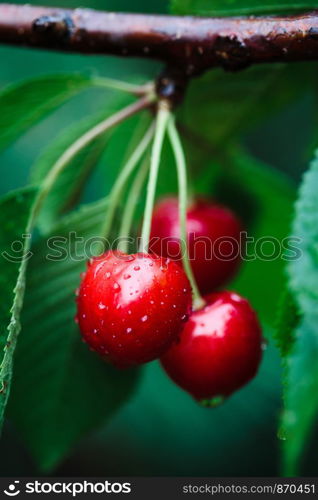 Closeup of ripe red cherry berries on tree among green leaves