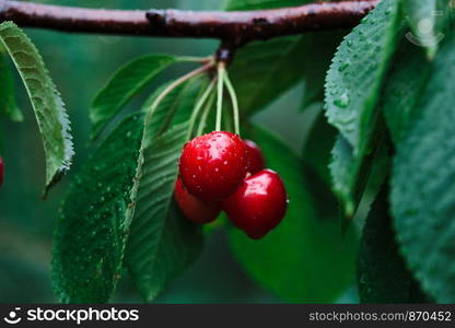 Closeup of ripe red cherry berries on tree among green leaves