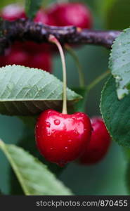 Closeup of ripe red cherry berries on tree among green leaves