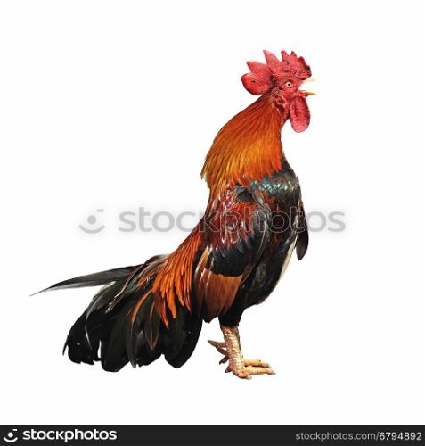 closeup of rooster crowing isolated on white background