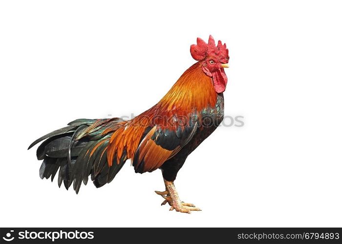 closeup of rooster isolated on white background