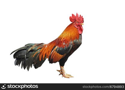 closeup of rooster isolated on white background