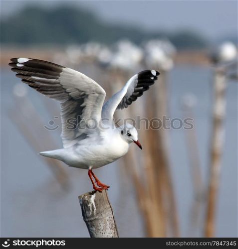 closeup of seagull sitting on a pole