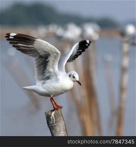 closeup of seagull sitting on a pole