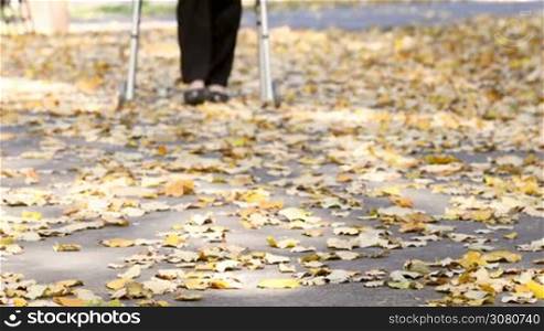 Closeup of senior woman legs walking with walker in autumn park. The person is out focus but comes in focus gradually.