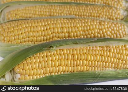 Closeup of several corns on the cob.