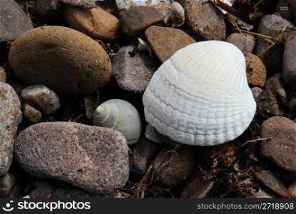 closeup of shells lying on a stony beach