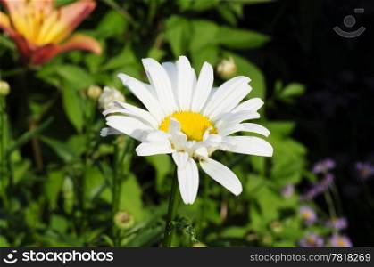 Closeup of single daisy flower in garden