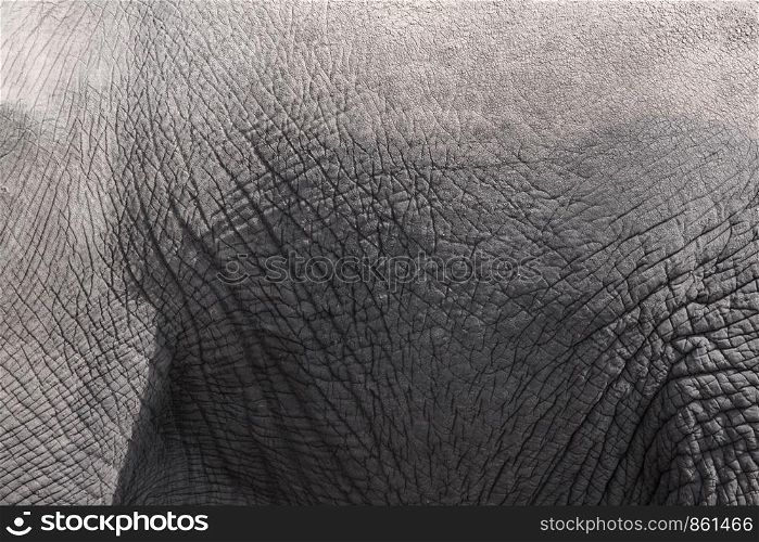 Closeup of skin of gray elephant as a background