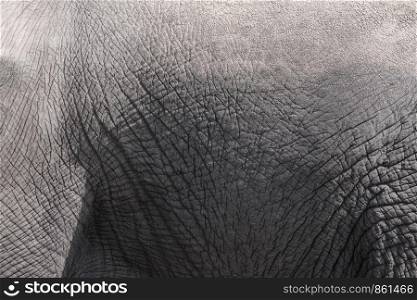 Closeup of skin of gray elephant as a background