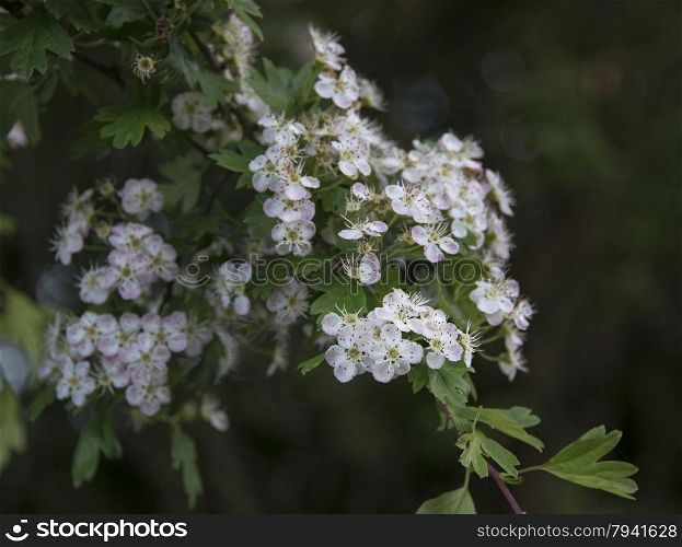 closeup of small blossom flowers