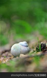 Closeup of snail house and beechnut on forest ground