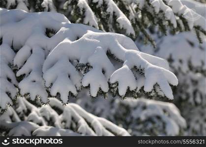 closeup of snow on tree at beautiful winter season day
