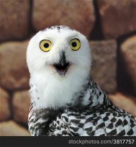 closeup of snow owl with nature background