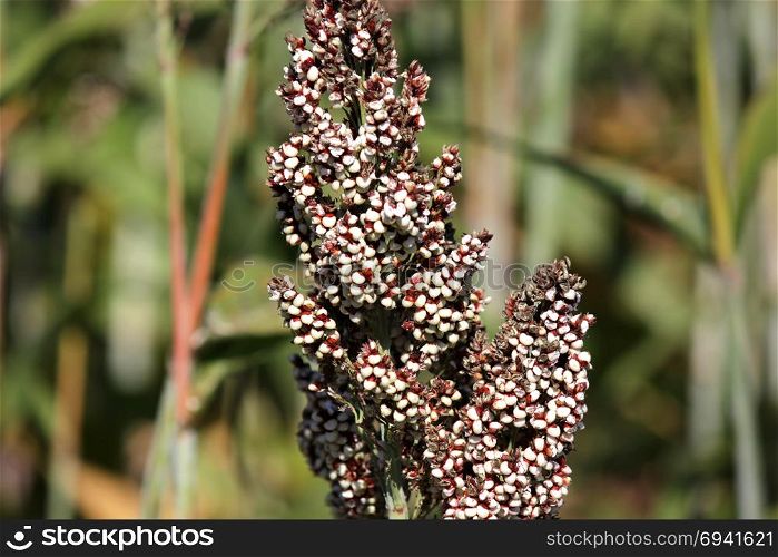 closeup of sorghum or millet plants in the field