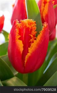 closeup of special red tulip