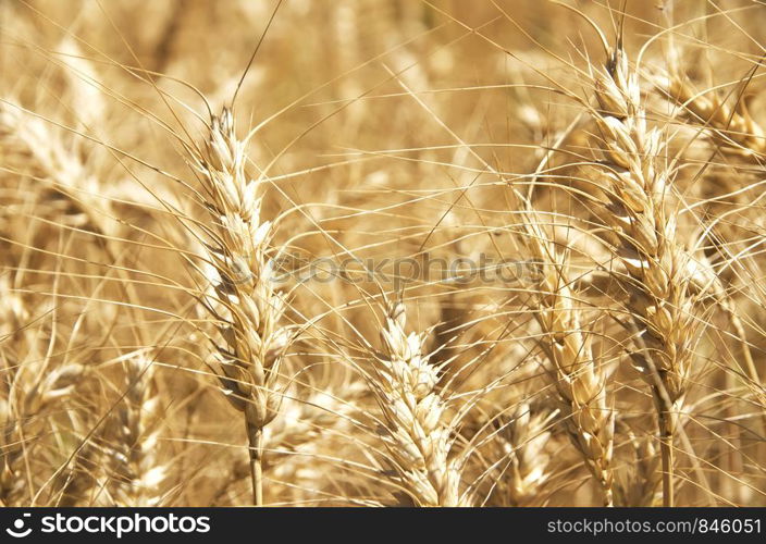 closeup of spikes in Wheat field