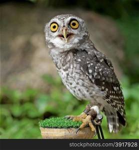 closeup of spotted owlet or athene brama bird