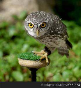 closeup of spotted owlet or athene brama bird