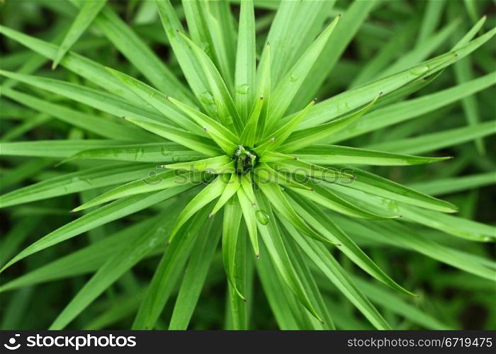 Closeup of spring green lily foliage background