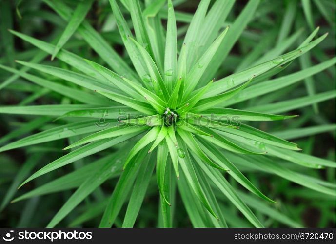 Closeup of spring green lily foliage background