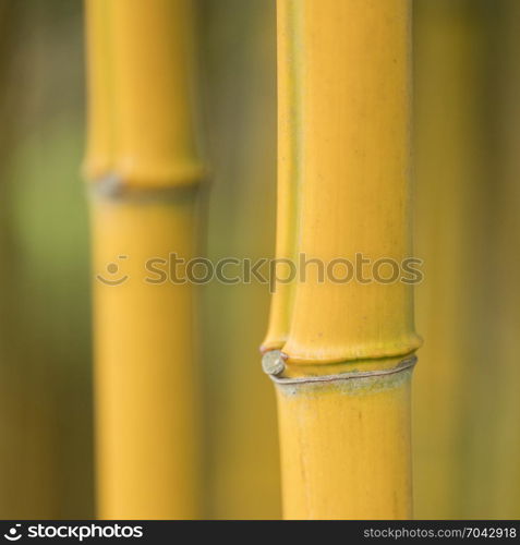 closeup of stem and knots on yellow bamboo plant