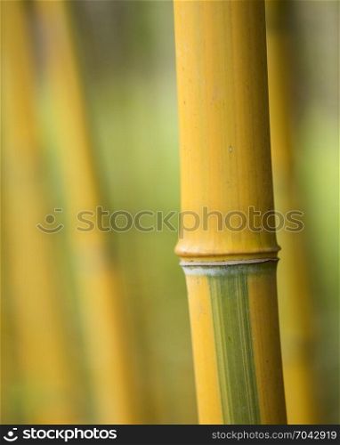 closeup of stem and knots on yellow bamboo plant