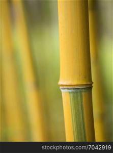 closeup of stem and knots on yellow bamboo plant