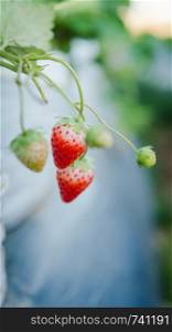 Closeup of strawberry fruit in a farm