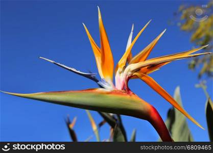 Closeup of Strelitzia Reginae flower (bird of paradise flower) against bright bly sky background