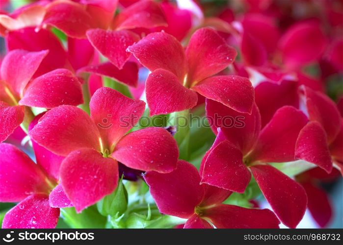 Closeup of stunning red flowers on a sunny day.