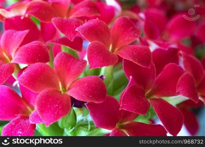 Closeup of stunning red flowers on a sunny day.