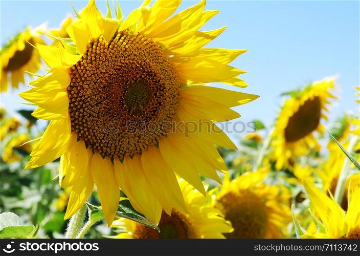 closeup of sunflower in field at south of Portugal