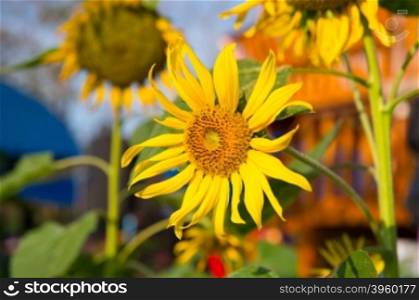 closeup of sunflower in the garden