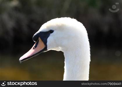 closeup of swan head