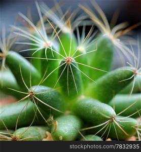 Closeup of the beautiful cactus
