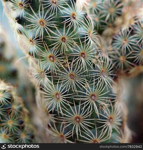 Closeup of the beautiful cactus