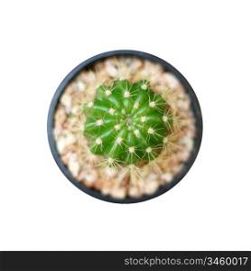 closeup of the beautiful cactus isolated on white background