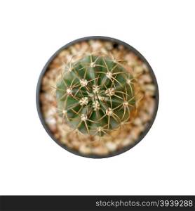 closeup of the beautiful cactus isolated on white background
