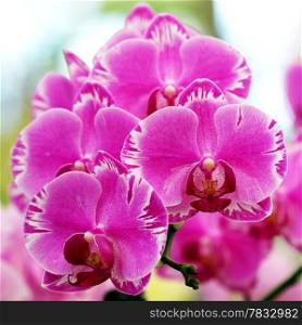 Closeup of the beautiful orchid