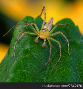 closeup of the beautiful spider in the natural