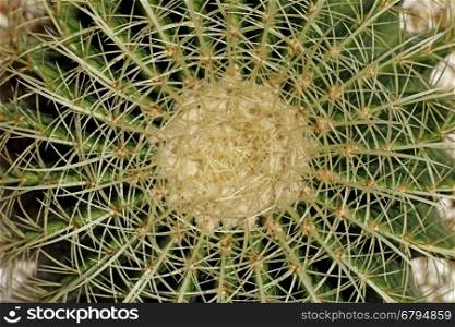 closeup of the cactus as nature background