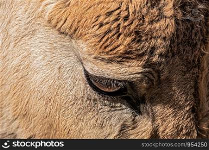 Closeup of the eye of a donkey side view