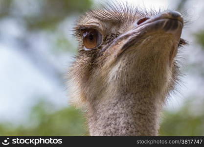 Closeup of the face of an ostrich looking Staring